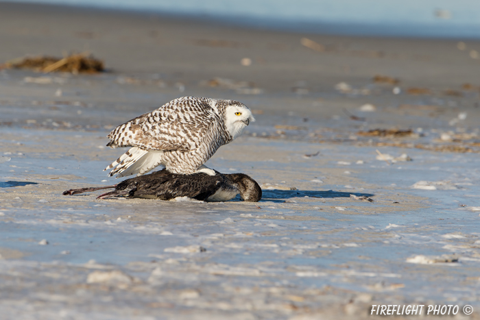 wildlife;snowy owl;bubo scandiacus;owl;raptor;bird of prey;beach;ice;loon;MA;D4