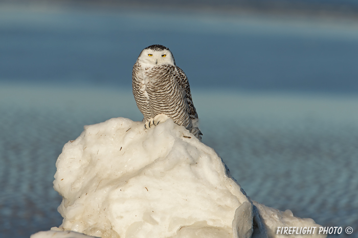 wildlife;snowy owl;bubo scandiacus;owl;raptor;bird of prey;beach;ice;Crane Beach;MA;D4