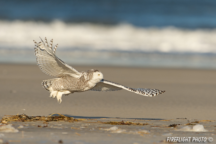 wildlife;snowy owl;bubo scandiacus;owl;raptor;bird of prey;beach;ice;Crane Beach;MA;D4