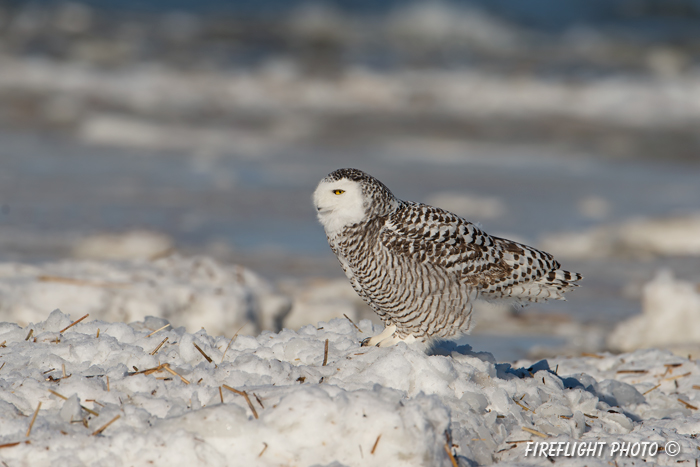 wildlife;snowy owl;bubo scandiacus;owl;raptor;bird of prey;ice;Crane Beach;MA;D4