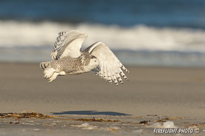 wildlife;snowy owl;bubo scandiacus;owl;raptor;bird of prey;beach;Crane Beach;MA;D4