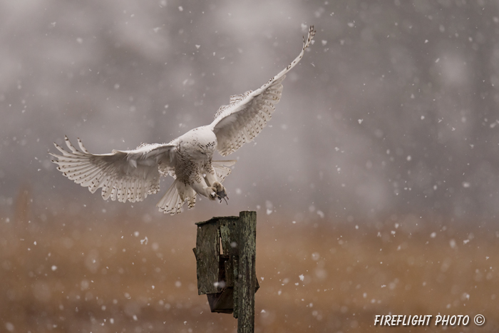 wildlife;snowy owl;bubo scandiacus;owl;raptor;bird of prey;marsh;Salisbury Beach;MA;D4