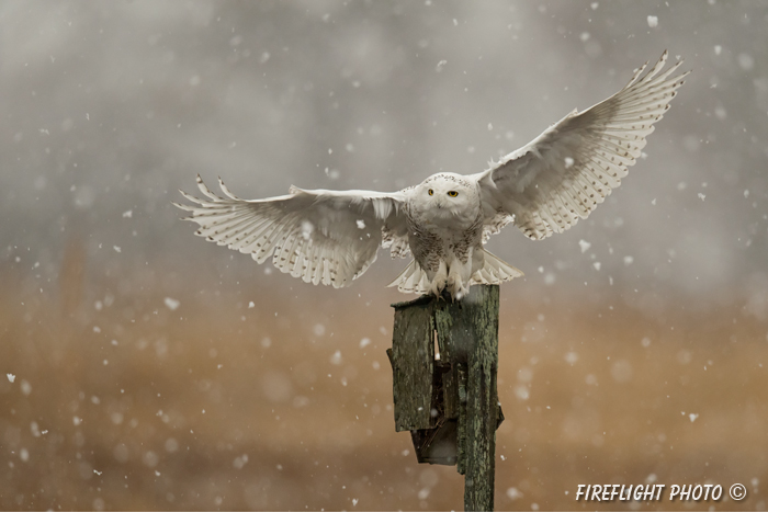 wildlife;snowy owl;bubo scandiacus;owl;raptor;bird of prey;marsh;Salisbury Beach;MA;D4