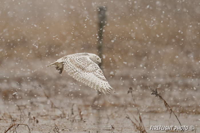 wildlife;snowy owl;bubo scandiacus;owl;raptor;bird of prey;marsh;Salisbury Beach;MA;D4