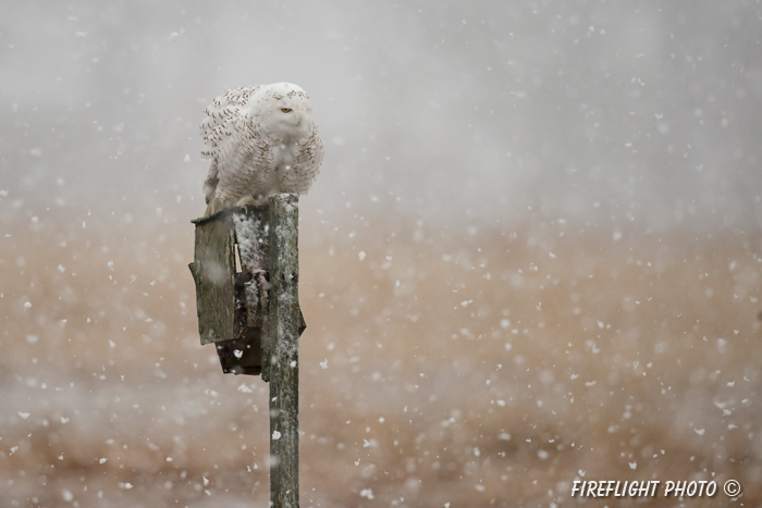 wildlife;snowy owl;bubo scandiacus;owl;raptor;bird of prey;marsh;Salisbury Beach;MA;D4