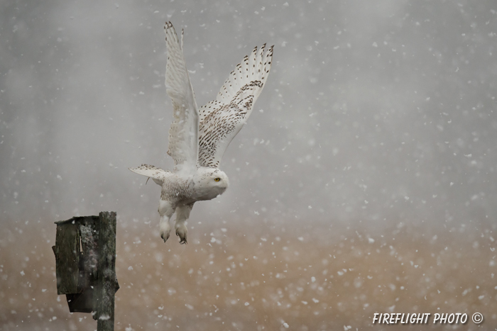 wildlife;snowy owl;bubo scandiacus;owl;raptor;bird of prey;marsh;Salisbury Beach;MA;D4