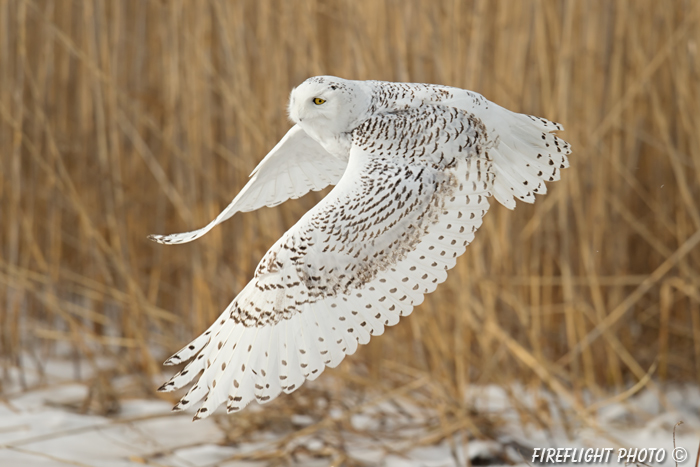 wildlife;snowy owl;bubo scandiacus;owl;raptor;bird of prey;marsh;Salisbury;MA;D4