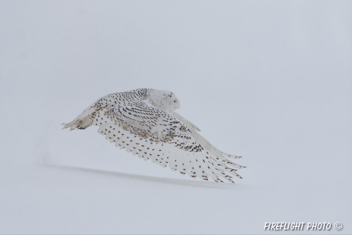 wildlife;snowy owl;bubo scandiacus;owl;raptor;bird of prey;marsh;Salisbury;MA;D4