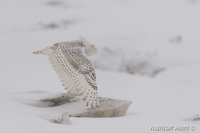 wildlife;snowy owl;bubo scandiacus;owl;raptor;bird of prey;snow;Salisbury;MA;D4