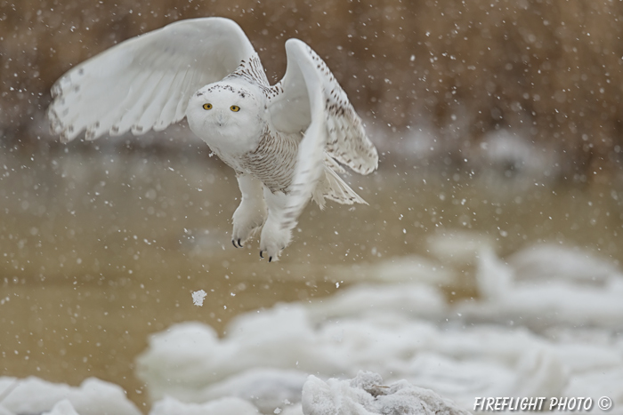 wildlife;snowy owl;bubo scandiacus;owl;raptor;bird of prey;snow;Salisbury;MA;D4