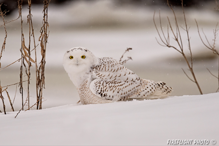 wildlife;snowy owl;bubo scandiacus;owl;raptor;bird of prey;marsh;Salisbury;MA;D4