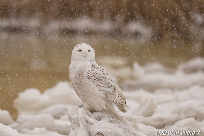 wildlife;snowy owl;bubo scandiacus;owl;raptor;bird of prey;marsh;Salisbury;MA;D4