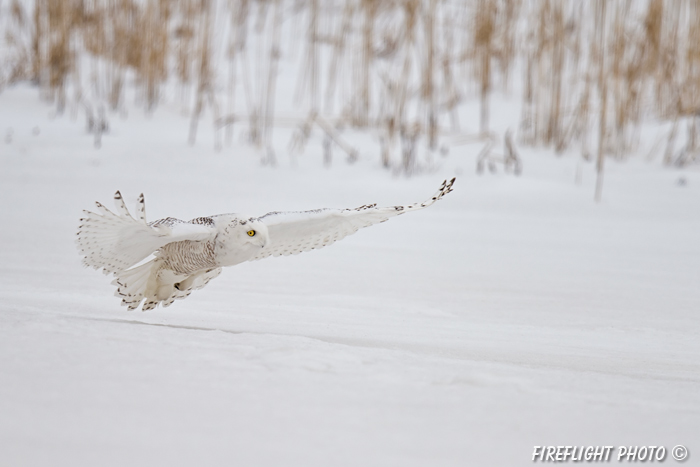 wildlife;snowy owl;bubo scandiacus;owl;raptor;bird of prey;snow;Salisbury;MA;D4