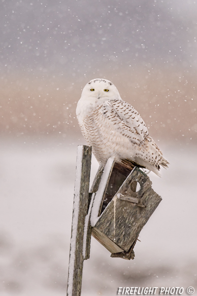 wildlife;snowy owl;bubo scandiacus;owl;raptor;bird of prey;snow;birdhouse;Salisbury;MA;D4