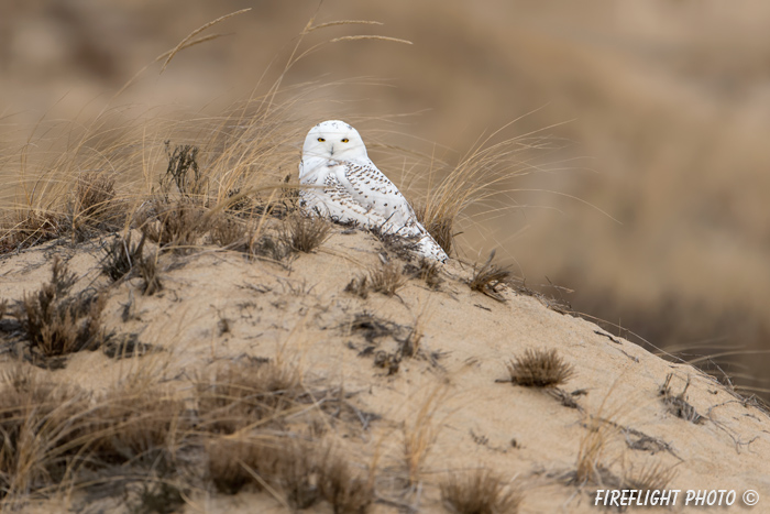 wildlife;snowy owl;bubo scandiacus;owl;raptor;bird of prey;beach;Hampton Beach;NH;D4