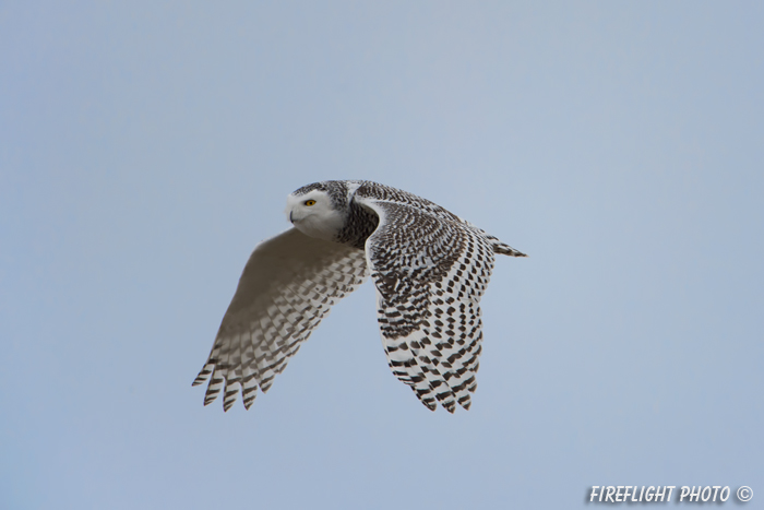 wildlife;snowy owl;bubo scandiacus;owl;raptor;bird of prey;flight;Hampton Beach;NH;D4
