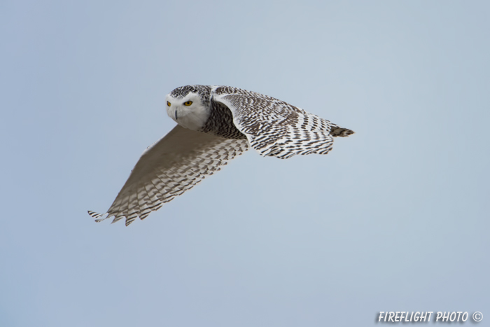 wildlife;snowy owl;bubo scandiacus;owl;raptor;bird of prey;flight;Hampton Beach;NH;D4