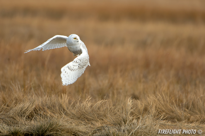 wildlife;snowy owl;bubo scandiacus;owl;raptor;bird of prey;marsh;Hampton Beach;NH;D4