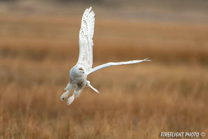 wildlife;snowy owl;bubo scandiacus;owl;raptor;bird of prey;marsh;Hampton Beach;NH;D4