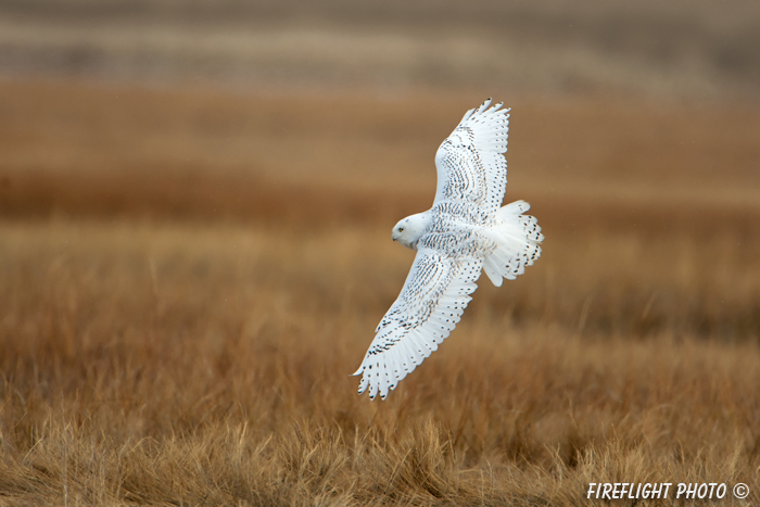 wildlife;snowy owl;bubo scandiacus;owl;raptor;bird of prey;marsh;Hampton Beach;NH;D4