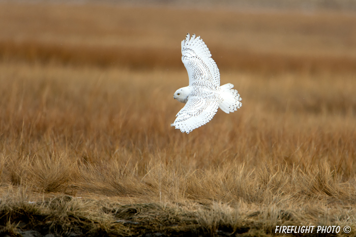 wildlife;snowy owl;bubo scandiacus;owl;raptor;bird of prey;marsh;Hampton Beach;NH;D4