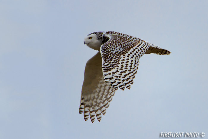 wildlife;snowy owl;bubo scandiacus;owl;raptor;bird of prey;flight;Hampton Beach;NH;D4