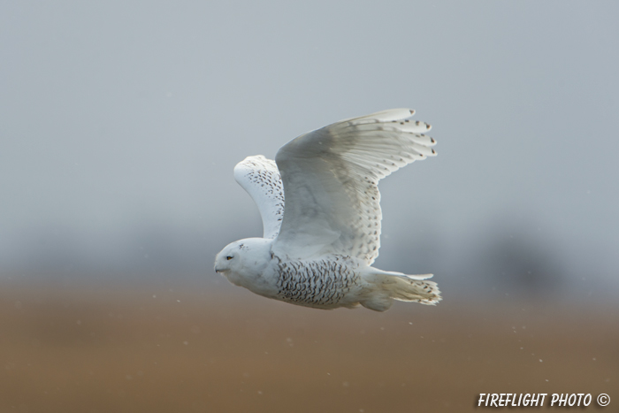 wildlife;snowy owl;bubo scandiacus;owl;raptor;bird of prey;flight;Hampton Beach;NH;D4