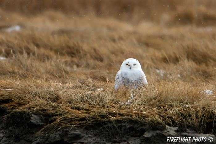 wildlife;snowy owl;bubo scandiacus;owl;raptor;bird of prey;marsh;Hampton Beach;NH;D4