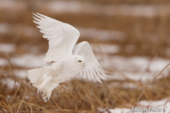 wildlife;snowy owl;bubo scandiacus;owl;raptor;bird of prey;marsh;Seabrook;NH;D800