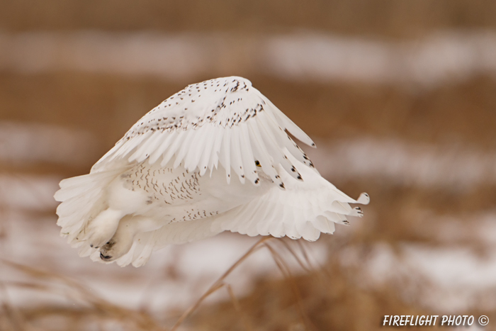 wildlife;snowy owl;bubo scandiacus;owl;raptor;bird of prey;marsh;Seabrook;NH;D800