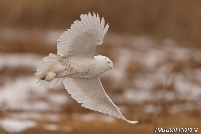 wildlife;snowy owl;bubo scandiacus;owl;raptor;bird of prey;marsh;Seabrook;NH;D800