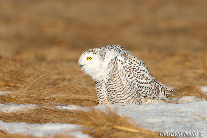 wildlife;snowy owl;bubo scandiacus;owl;raptor;bird of prey;marsh;Rye Harbor;NH;D800