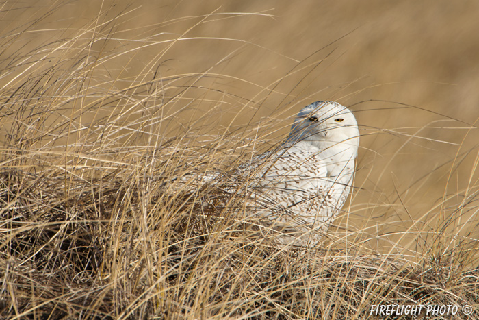 wildlife;snowy owl;bubo scandiacus;owl;raptor;bird of prey;grass;Seabrook;NH;D800