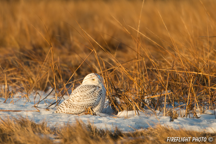 wildlife;snowy owl;bubo scandiacus;owl;raptor;bird of prey;marsh;Hampton Beach;NH;D800