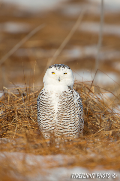 wildlife;snowy owl;bubo scandiacus;owl;raptor;bird of prey;marsh;Rye Harbor;NH;D800