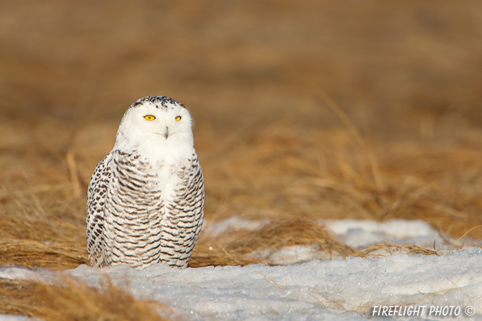 wildlife;snowy owl;bubo scandiacus;owl;raptor;bird of prey;marsh;Rye Harbor;NH;D800