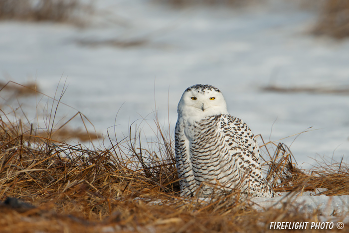 wildlife;snowy owl;bubo scandiacus;owl;raptor;bird of prey;marsh;Rye Harbor;NH;D800