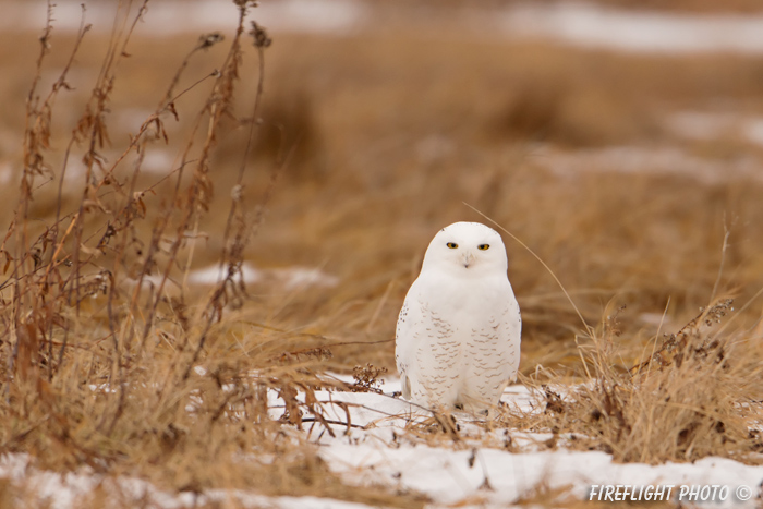 wildlife;snowy owl;bubo scandiacus;owl;raptor;bird of prey;marsh;Seabrook;NH;D800