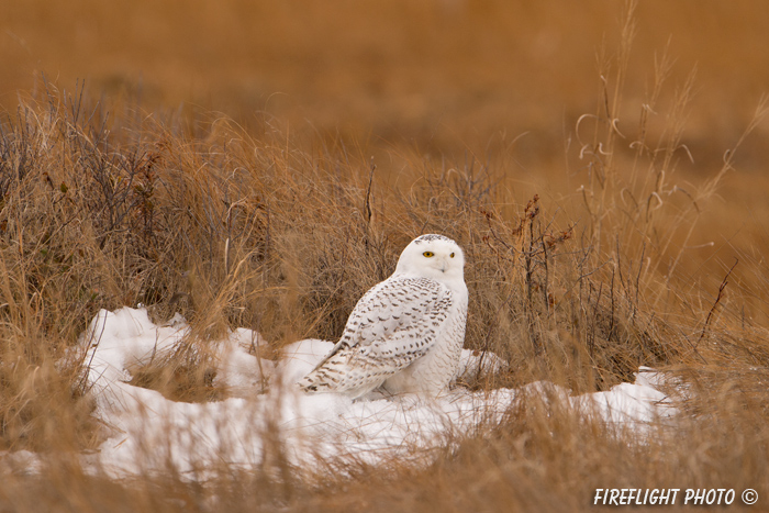 wildlife;snowy owl;bubo scandiacus;owl;raptor;bird of prey;marsh;Seabrook;NH;D4