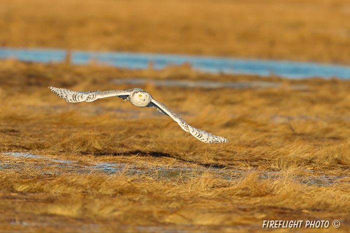 wildlife;snowy owl;bubo scandiacus;owl;raptor;bird of prey;marsh;Rye Harbor;NH;D4