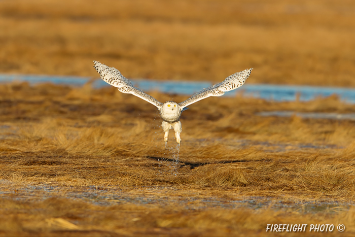 wildlife;snowy owl;bubo scandiacus;owl;raptor;bird of prey;marsh;Rye Harbor;NH;D4