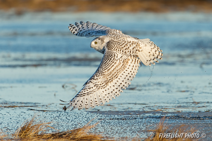 wildlife;snowy owl;bubo scandiacus;owl;raptor;bird of prey;marsh;Rye Harbor;NH;D4