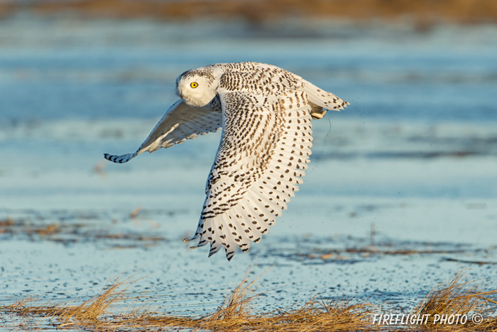 wildlife;snowy owl;bubo scandiacus;owl;raptor;bird of prey;marsh;Rye Harbor;NH;D4