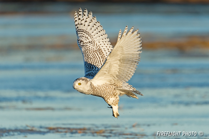 wildlife;snowy owl;bubo scandiacus;owl;raptor;bird of prey;marsh;Rye Harbor;NH;D4