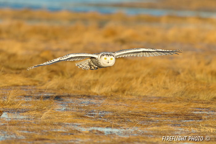 wildlife;snowy owl;bubo scandiacus;owl;raptor;bird of prey;marsh;Rye Harbor;NH;D4