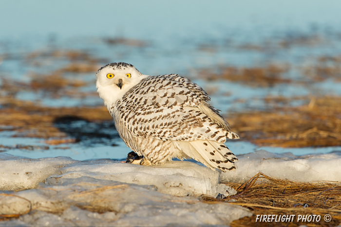 wildlife;snowy owl;bubo scandiacus;owl;raptor;bird of prey;marsh;Rye Harbor;NH;D4