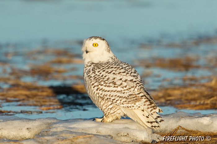 wildlife;snowy owl;bubo scandiacus;owl;raptor;bird of prey;marsh;Rye Harbor;NH;D4