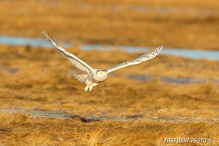 wildlife;snowy owl;bubo scandiacus;owl;raptor;bird of prey;marsh;Rye Harbor;NH;D4