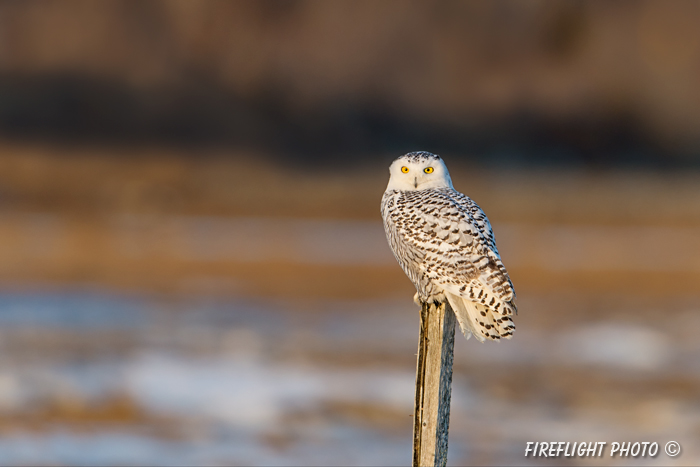 wildlife;snowy owl;bubo scandiacus;owl;raptor;bird of prey;marsh;Rye Harbor;NH;D4