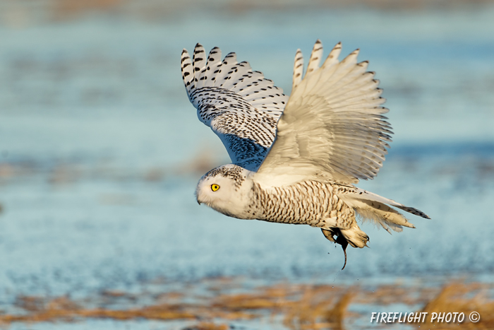 wildlife;snowy owl;bubo scandiacus;owl;raptor;bird of prey;marsh;Rye Harbor;NH;D4